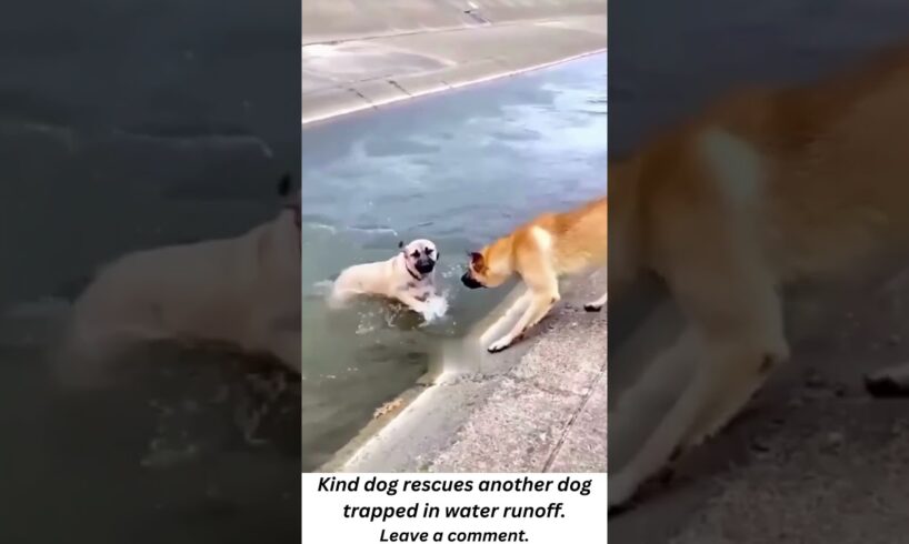 Kind dog rescues another dog trapped in raging stream.