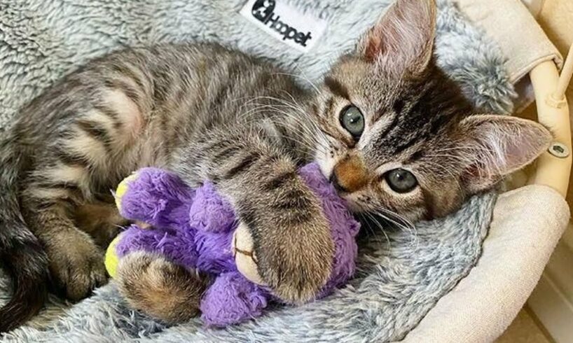 Kitten Carries Her Lamb Wherever She Goes After Being Brought into Foster Alone