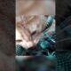 Kitten Fights With Green Viper To Death #shorts