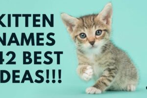 😻 Kitten Names - 42 TOP & BEST 💚 Ideas For Girl ✔️ Boy ✔️