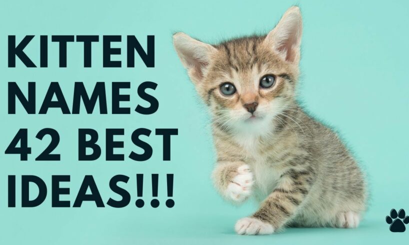 😻 Kitten Names - 42 TOP & BEST 💚 Ideas For Girl ✔️ Boy ✔️