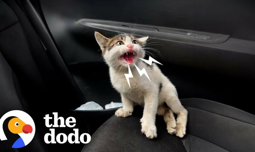 Kitten Who Couldn't Walk Changes Rescuer's Life | The Dodo