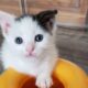 Kitten with a Stubby Leg Runs Around with His Sister In Bliss