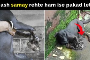 Kya log, dogs ka shikaar kar rahe hain?  | Dog rescue