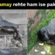 Kya log, dogs ka shikaar kar rahe hain?  | Dog rescue