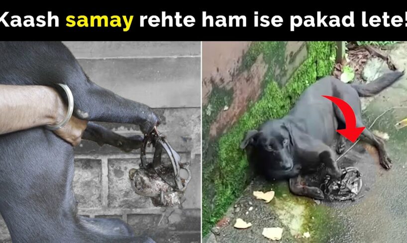 Kya log, dogs ka shikaar kar rahe hain?  | Dog rescue