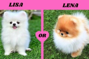 LISA or LENA ANIMALS [Dog & PUPPIES]💖 CUTE PET DOGS @luxury things $
