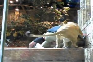 Las Vegas lion attack caught on camera