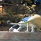 Las Vegas lion attack caught on camera