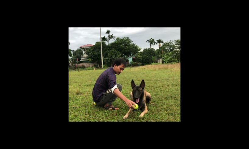 Lê lết #malinoistraining #doglover #pets #puppy #tiktok #animals