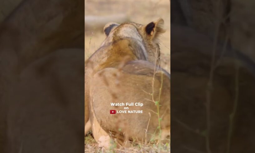 Lioness VS. Warthog! #wildlife #cats #animals