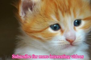 Little Sweet Baby  Cat | Cute Kitten Videos | Cute Cats | Cute Cats And Kittens Part 2 #cat