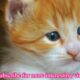 Little Sweet Baby  Cat | Cute Kitten Videos | Cute Cats | Cute Cats And Kittens Part 2 #cat