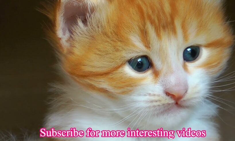 Little Sweet Baby  Cat | Cute Kitten Videos | Cute Cats | Cute Cats And Kittens Part 2 #cat