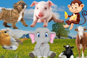 Lively animals, playing and cheerful sounds of farm animals: cows, chickens, pigs