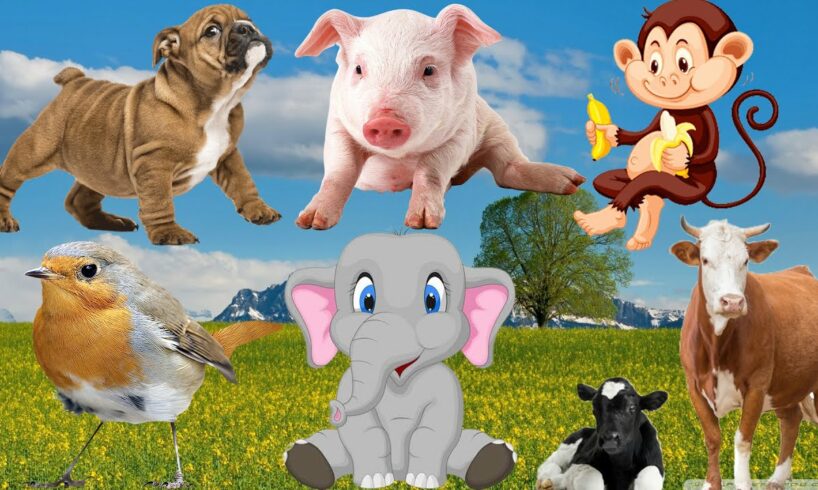 Lively animals, playing and cheerful sounds of farm animals: cows, chickens, pigs