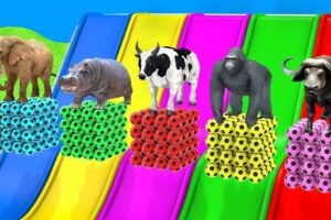 Long Slide Game With Elephant Gorilla Buffalo Hippopotamus Tiger - 3d Animal Game Funny Animals