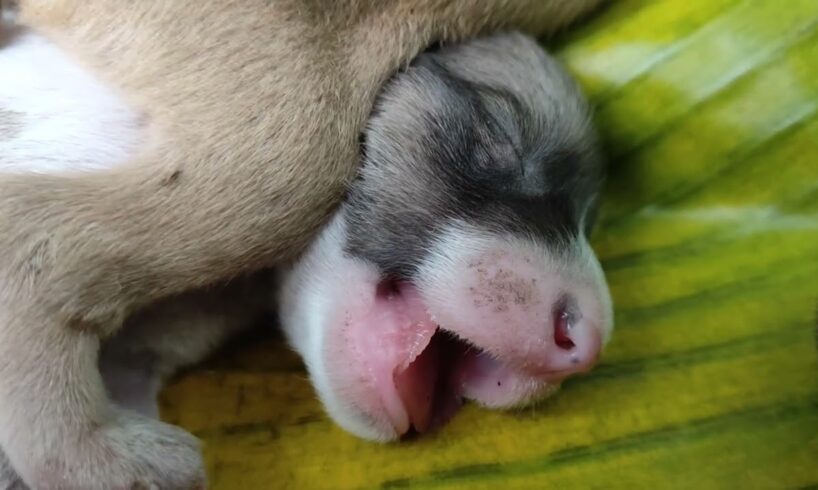 Love💕Pets Cute puppies, lovers and animal lovers