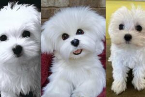 Maltese puppies | Funny and Cute dog video compilation in 2022