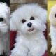 Maltese puppies | Funny and Cute dog video compilation in 2022