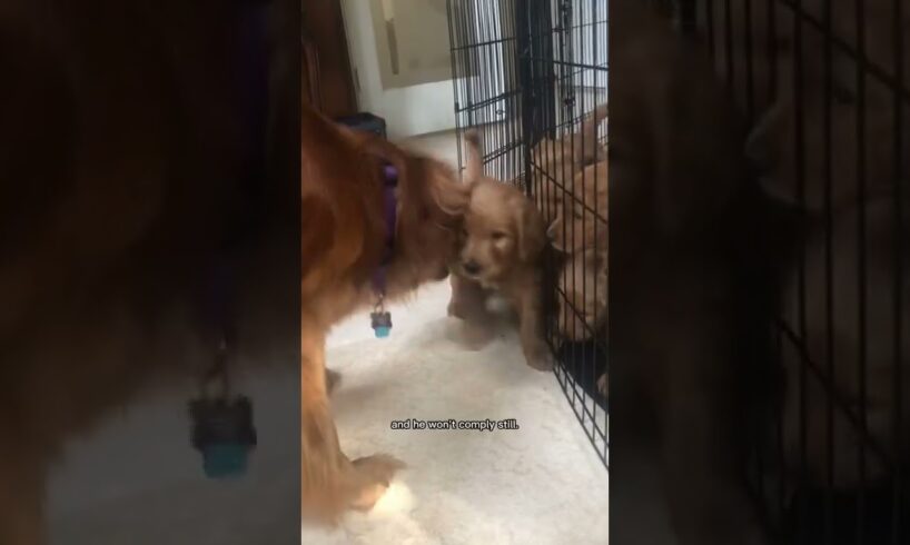 Mama dog disciplines her puppy! #puppies #goldendoodle #goldenretriever