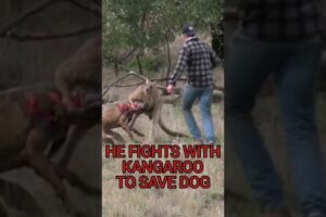 Man fights with Kangaroo and it's all caught on camera #caughtoncamera #animal