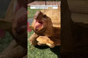 Man saved baby tortoise from the hole and gave it home #shorts