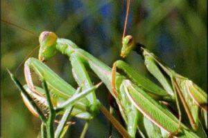 Mantis Mating | Wildlife On One: Enter The Mantis | BBC Earth