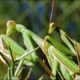Mantis Mating | Wildlife On One: Enter The Mantis | BBC Earth
