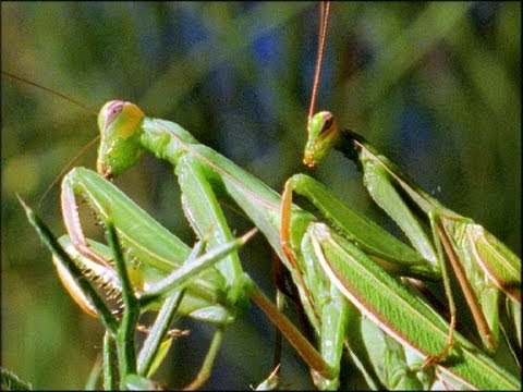 Mantis Mating | Wildlife On One: Enter The Mantis | BBC Earth