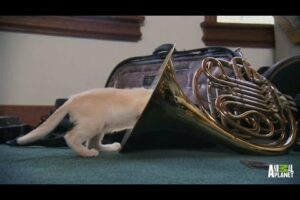 Melody's Interesting Use of a French Horn | Too Cute!