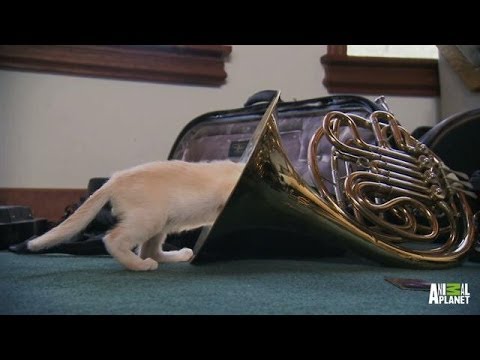 Melody's Interesting Use of a French Horn | Too Cute!