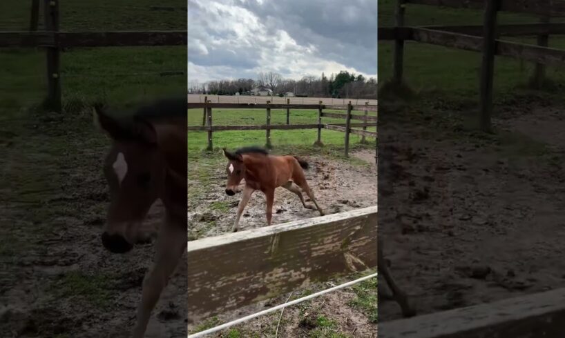 Mercedes was loving playing in the mud🤣 #horse #foal #equestrian #reining #animals #equines #horsey