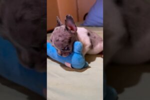 Merle French Bulldog playing with his favorite toy💙 #shorts #dog #animals #puppy #viral