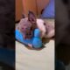 Merle French Bulldog playing with his favorite toy💙 #shorts #dog #animals #puppy #viral