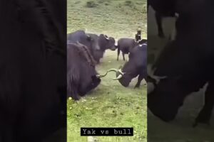 Mighty Yak Vs Bull The Ox FIGHTING 🐂