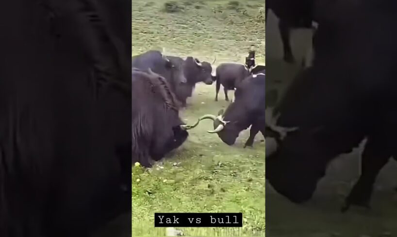 Mighty Yak Vs Bull The Ox FIGHTING 🐂