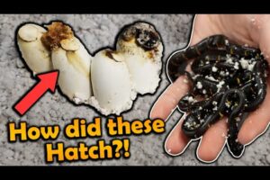 Moldy Mangrove Snake Eggs Hatching!