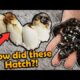 Moldy Mangrove Snake Eggs Hatching!