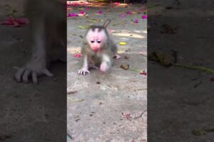 Monkey Ella Come to me #monkey #cutebaby #animals #animal #monkeybaby #monkeyella