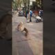 Monkey vs dog fight..#monkey #dog #monkeyvsdog #viralshorts #trending