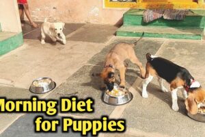 Morning Diet for Puppies | cute puppies | funny dog videos #support