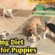 Morning Diet for Puppies | cute puppies | funny dog videos #support