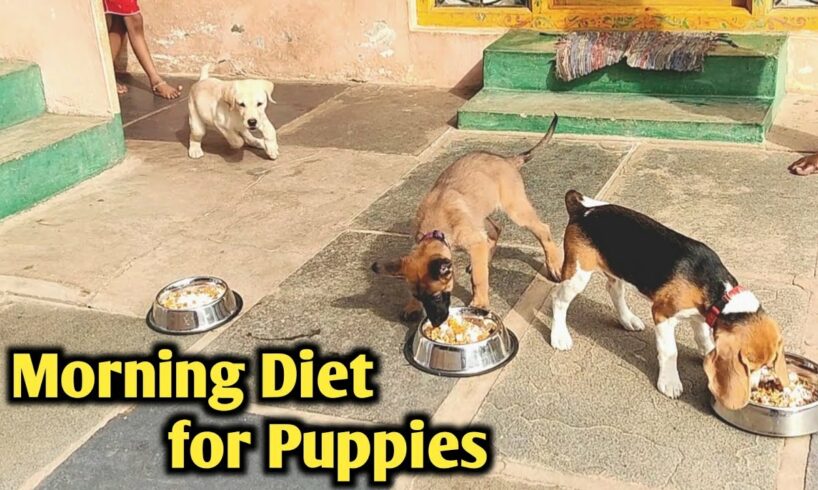 Morning Diet for Puppies | cute puppies | funny dog videos #support