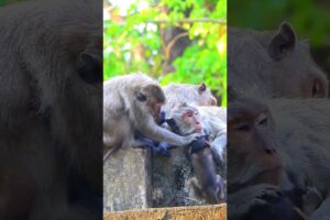 Most Adorable Baby Monkey Fun Playing Moment, Monkey Life #shortsfeed #animals