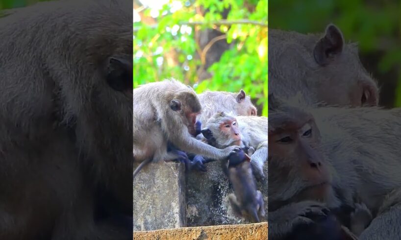 Most Adorable Baby Monkey Fun Playing Moment, Monkey Life #shortsfeed #animals