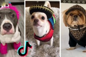 Most Amazing Doggos on TikTok ~ Cute Puppies & Funny Dogs