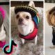 Most Amazing Doggos on TikTok ~ Cute Puppies & Funny Dogs