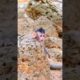 Most Attractive Short Clip Of Cute Playful Baby Monkey, So Funny & Lovely #animals #viral #trending