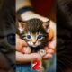 Most cutest kitten in the world nmb 1 #viral